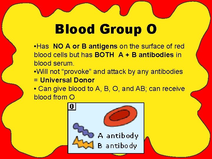 Blood Group O • Has NO A or B antigens on the surface of