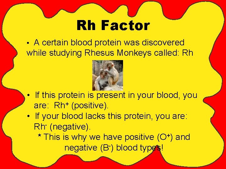 Rh Factor • A certain blood protein was discovered while studying Rhesus Monkeys called: