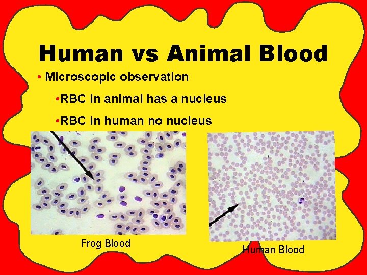 Human vs Animal Blood • Microscopic observation • RBC in animal has a nucleus