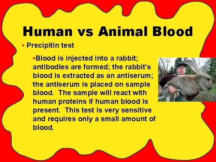 Human vs Animal Blood • Precipitin test • Blood is injected into a rabbit;