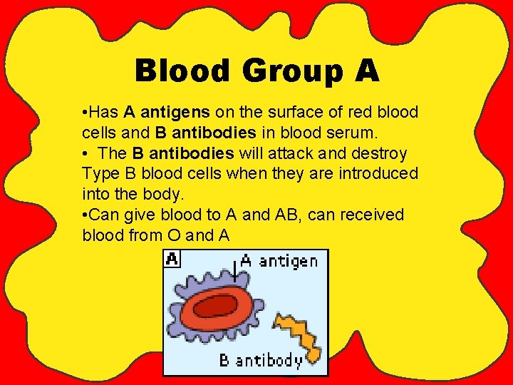 Blood Group A • Has A antigens on the surface of red blood cells