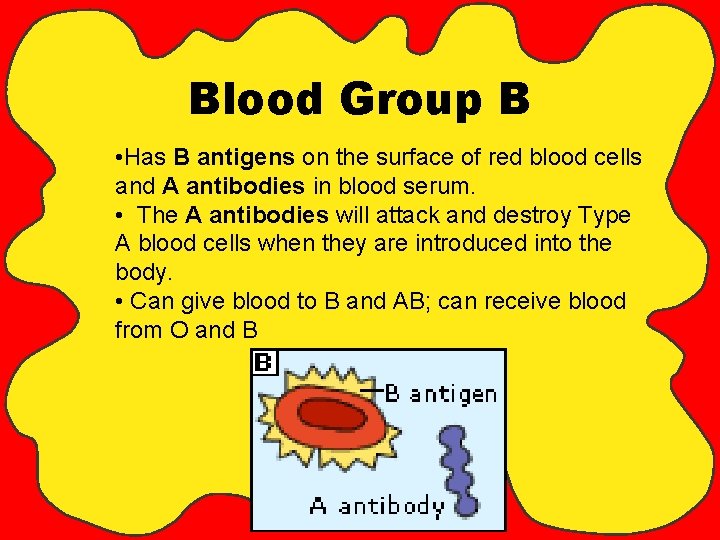 Blood Group B • Has B antigens on the surface of red blood cells