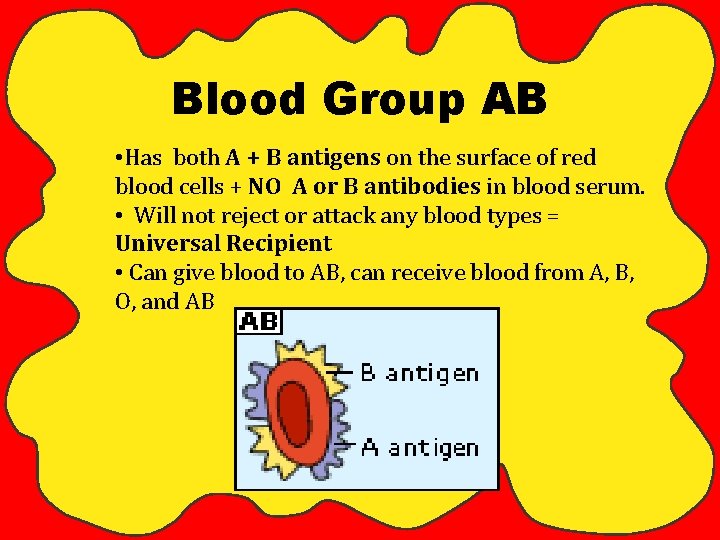 Blood Group AB • Has both A + B antigens on the surface of