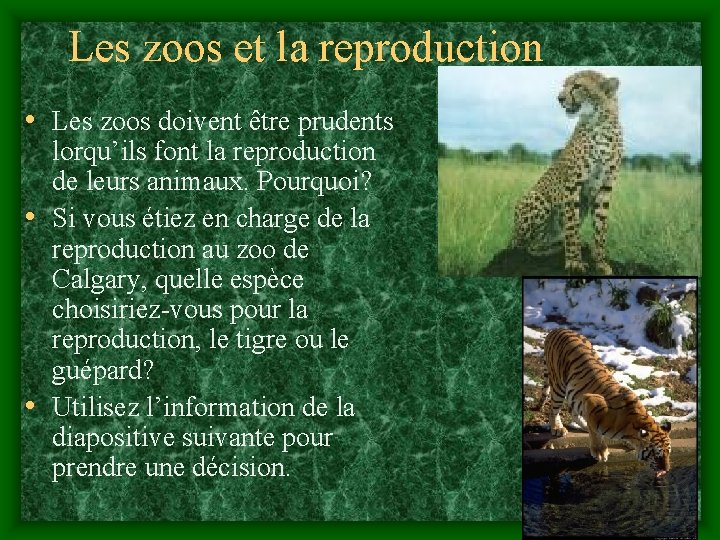 Les zoos et la reproduction • Les zoos doivent être prudents lorqu’ils font la