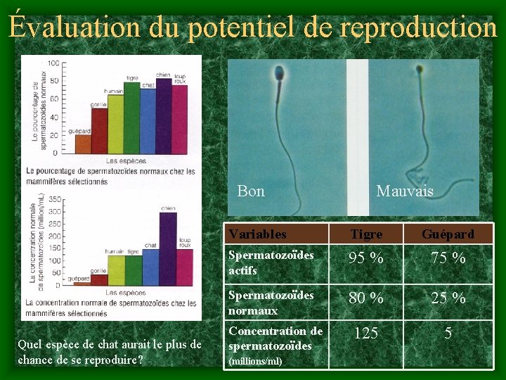 Évaluation du potentiel de reproduction Bon Quel espèce de chat aurait le plus de