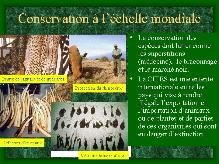 Conservation à l’échelle mondiale • La conservation des Peaux de jaguars et de guépards