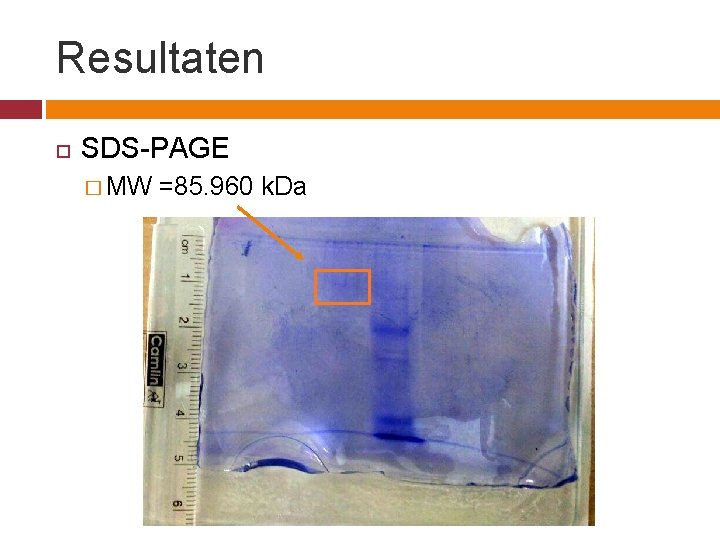 Resultaten SDS-PAGE � MW =85. 960 k. Da 