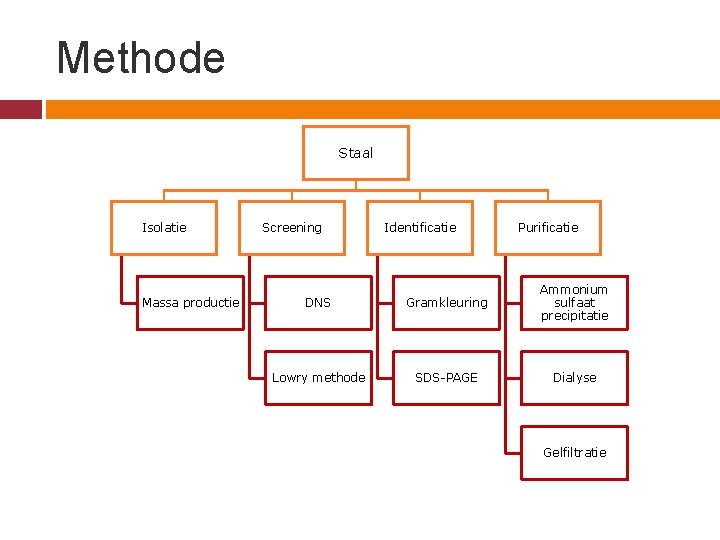 Methode Staal Isolatie Massa productie Screening Identificatie Purificatie DNS Gramkleuring Ammonium sulfaat precipitatie Lowry