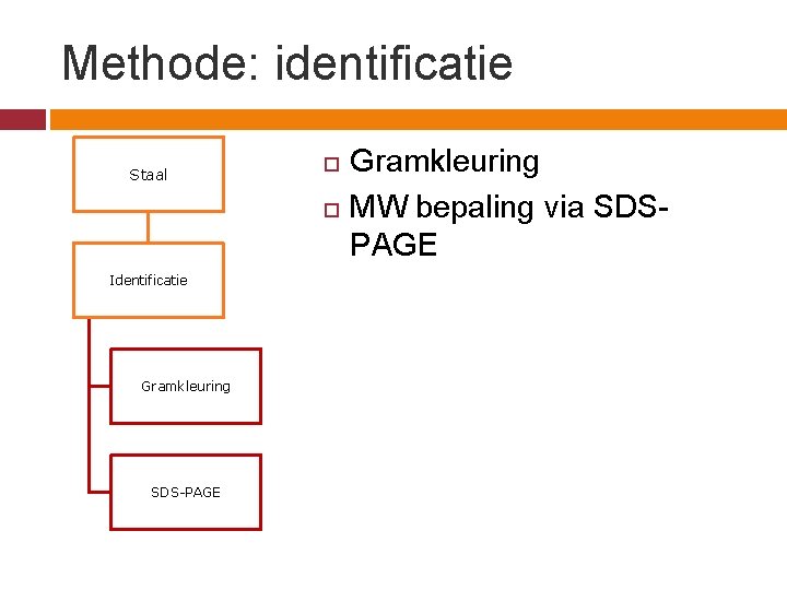 Methode: identificatie Staal Identificatie Gramkleuring SDS-PAGE Gramkleuring MW bepaling via SDSPAGE 