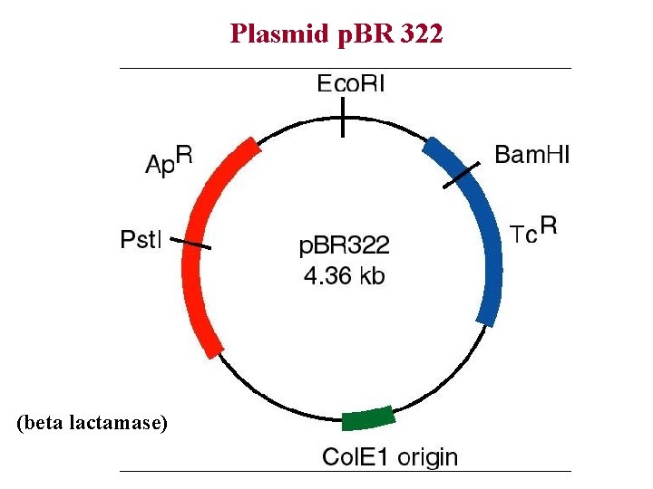 Plasmid p. BR 322 (beta lactamase) 