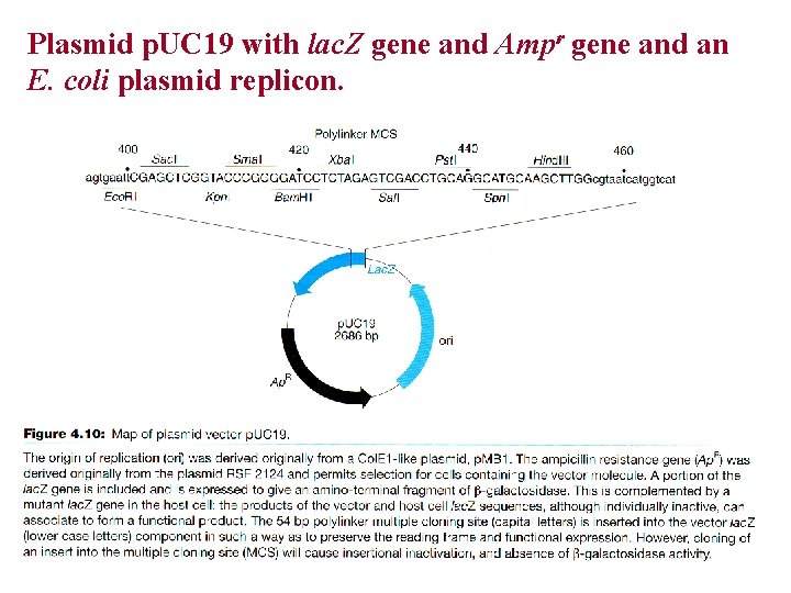 Plasmid p. UC 19 with lac. Z gene and Ampr gene and an E.
