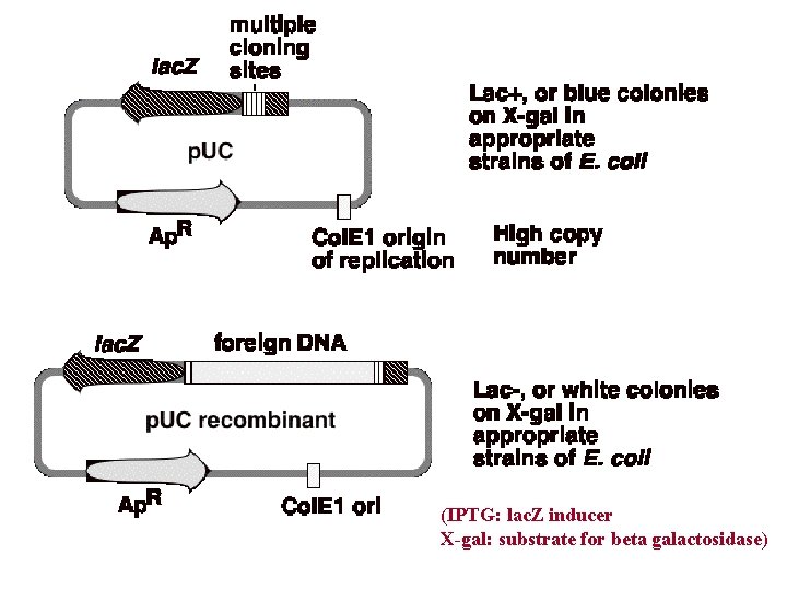 (IPTG: lac. Z inducer X-gal: substrate for beta galactosidase) 