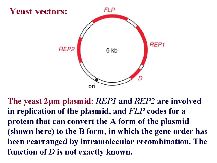 Yeast vectors: The yeast 2µm plasmid: REP 1 and REP 2 are involved in