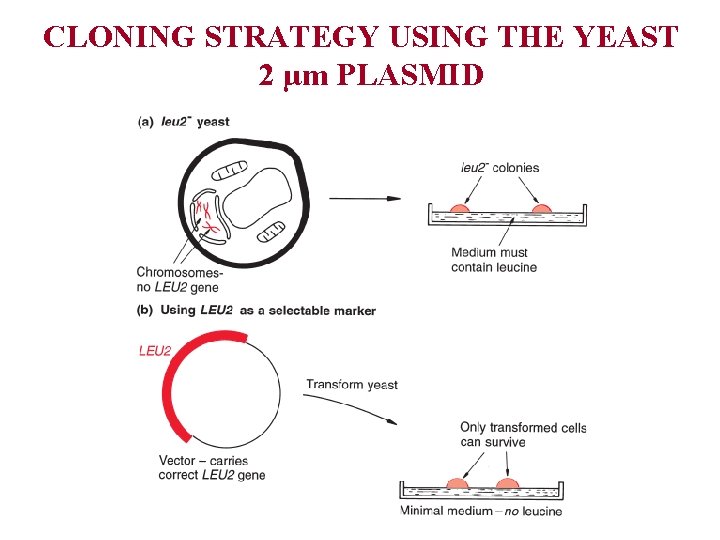 CLONING STRATEGY USING THE YEAST 2 µm PLASMID 