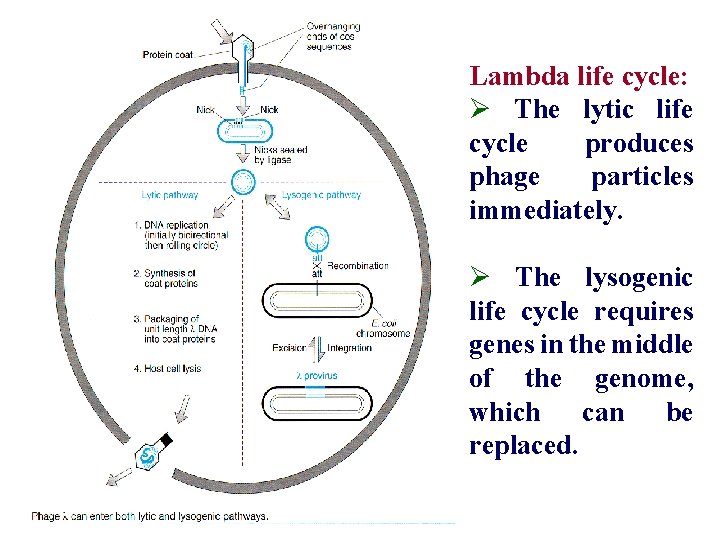 Lambda life cycle: Ø The lytic life cycle produces phage particles immediately. Ø The