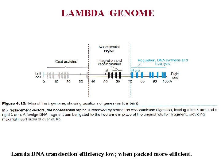 LAMBDA GENOME Lamda DNA transfection efficiency low; when packed more efficient. 