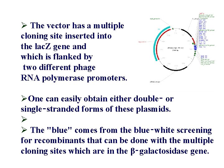 Ø The vector has a multiple cloning site inserted into the lac. Z gene