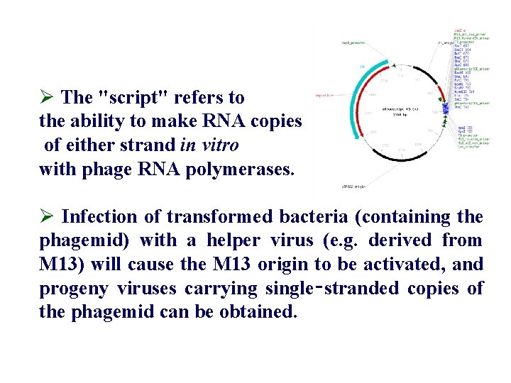 Ø The "script" refers to the ability to make RNA copies of either strand