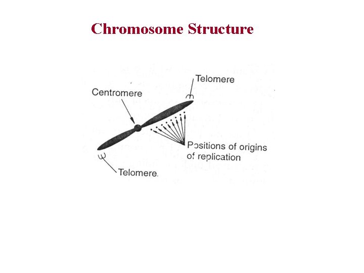 Chromosome Structure 