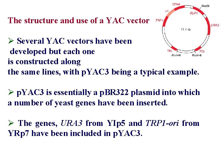 The structure and use of a YAC vector Ø Several YAC vectors have been