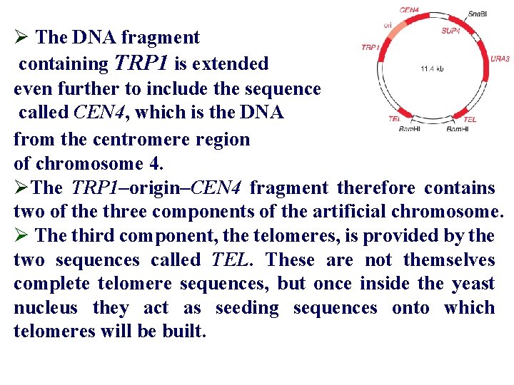 Ø The DNA fragment containing TRP 1 is extended even further to include the