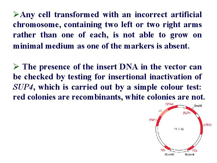 ØAny cell transformed with an incorrect artificial chromosome, containing two left or two right