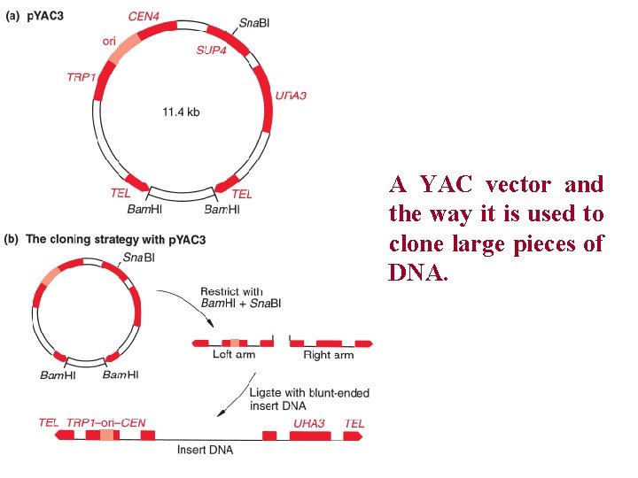 A YAC vector and the way it is used to clone large pieces of
