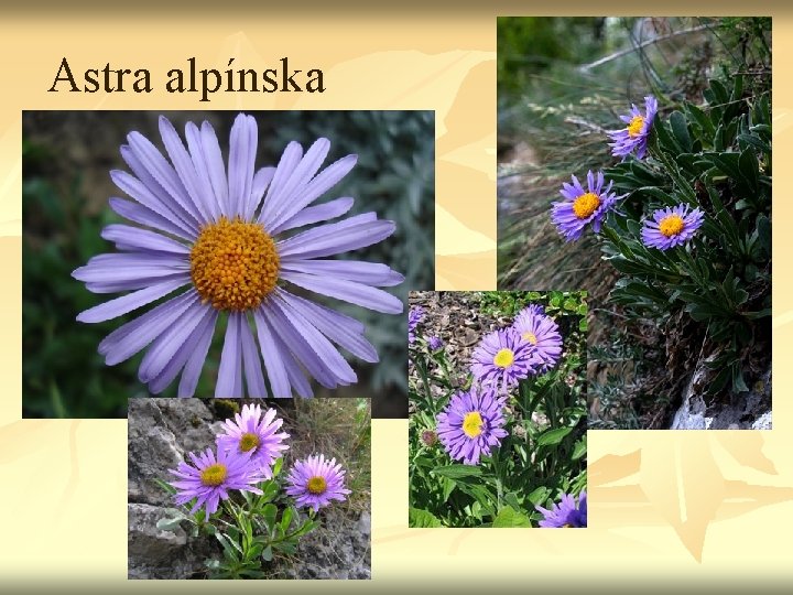 Astra alpínska 