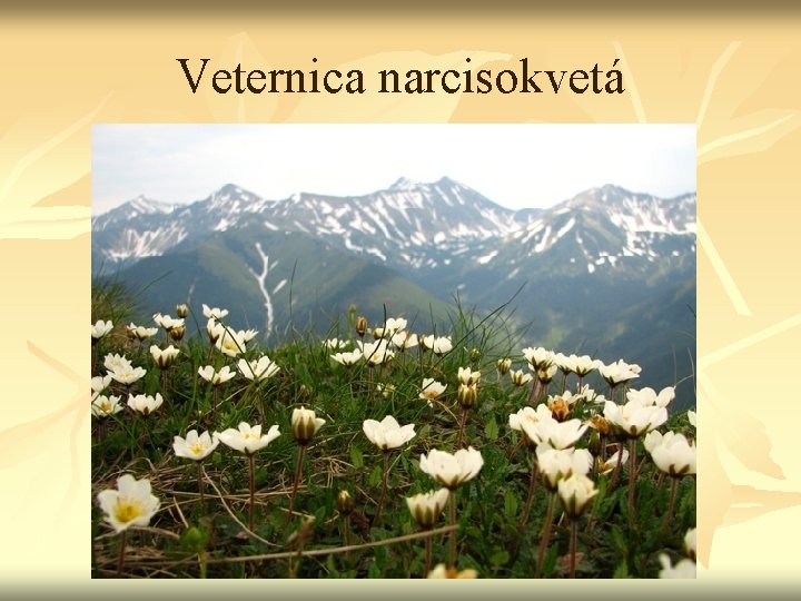 Veternica narcisokvetá 