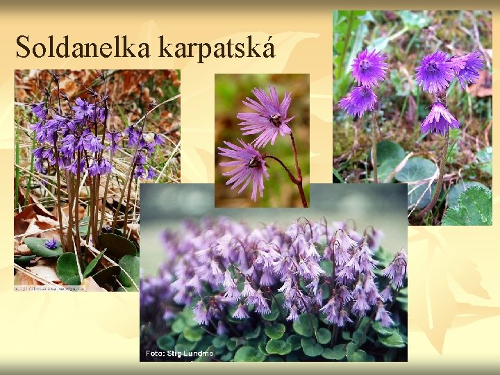 Soldanelka karpatská 