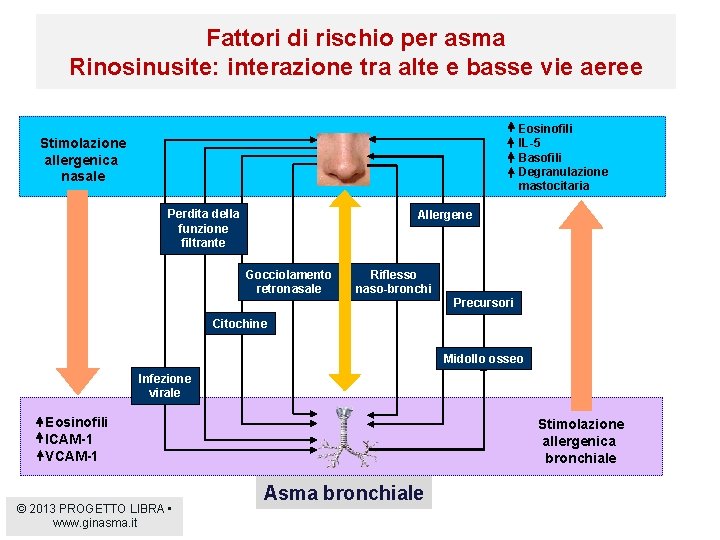 Fattori di rischio per asma Rinosinusite: interazione tra alte e basse vie aeree Eosinofili