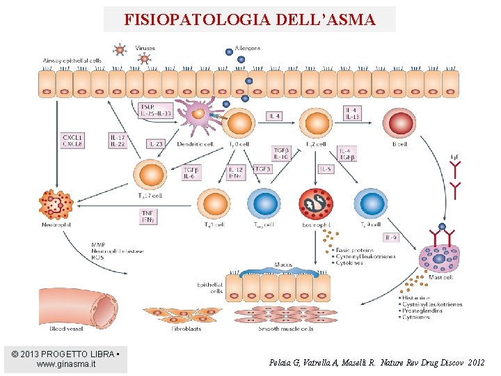 FISIOPATOLOGIA DELL’ASMA © 2013 PROGETTO LIBRA • www. ginasma. it Pelaia G, Vatrella A,