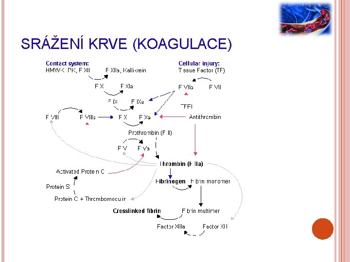 SRÁŽENÍ KRVE (KOAGULACE) 