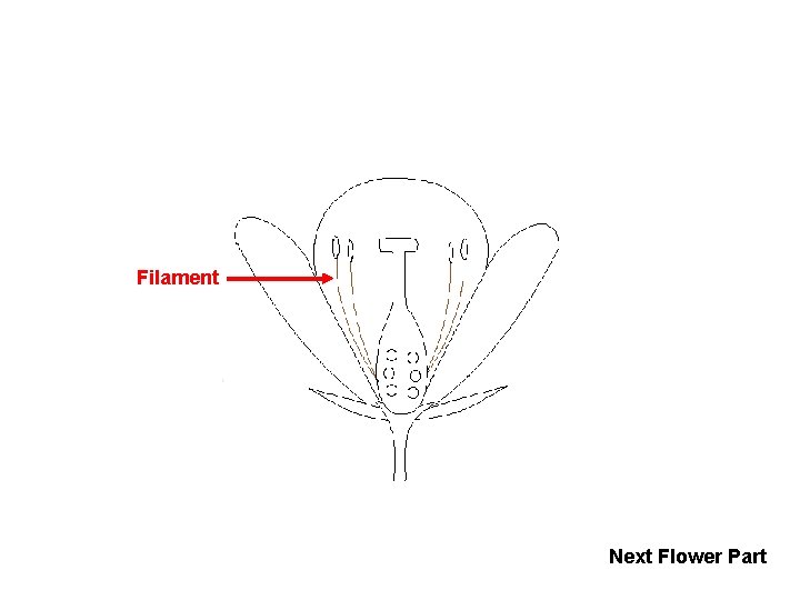 Filament Next Flower Part 