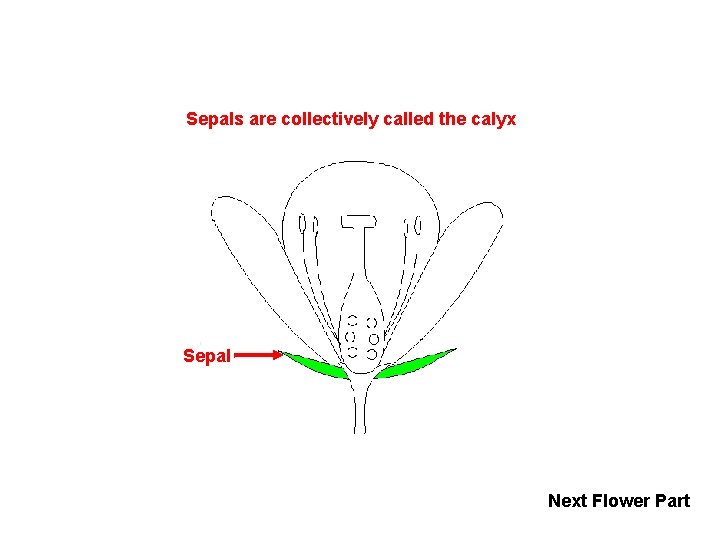 Sepals are collectively called the calyx Sepal Next Flower Part 