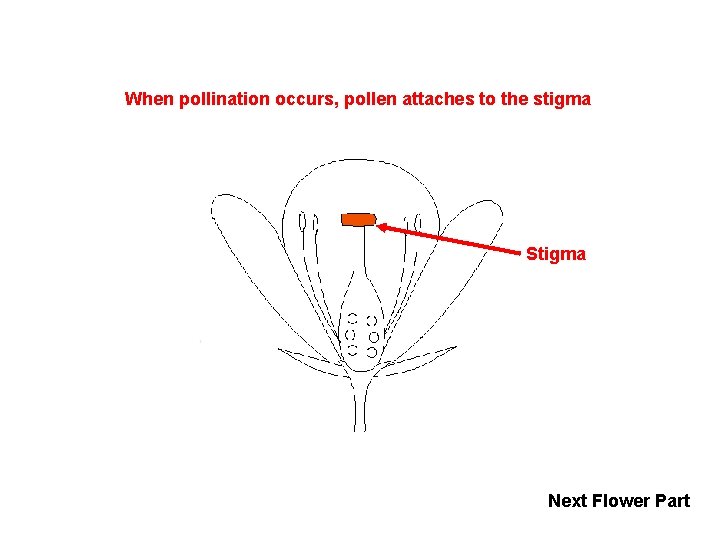 When pollination occurs, pollen attaches to the stigma Stigma Next Flower Part 