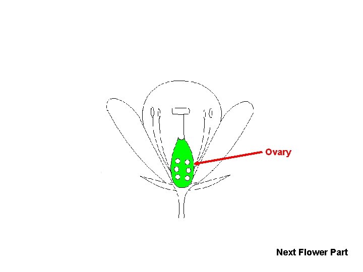 Ovary Next Flower Part 