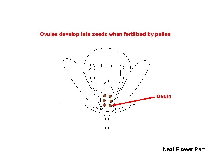 Ovules develop into seeds when fertilized by pollen Ovule Next Flower Part 
