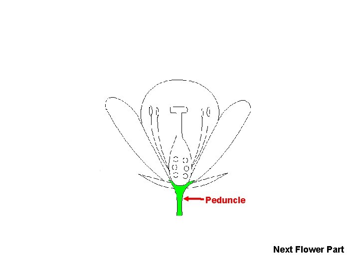 Peduncle Next Flower Part 