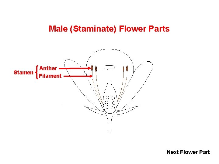 Male (Staminate) Flower Parts Anther Stamen Filament Next Flower Part 