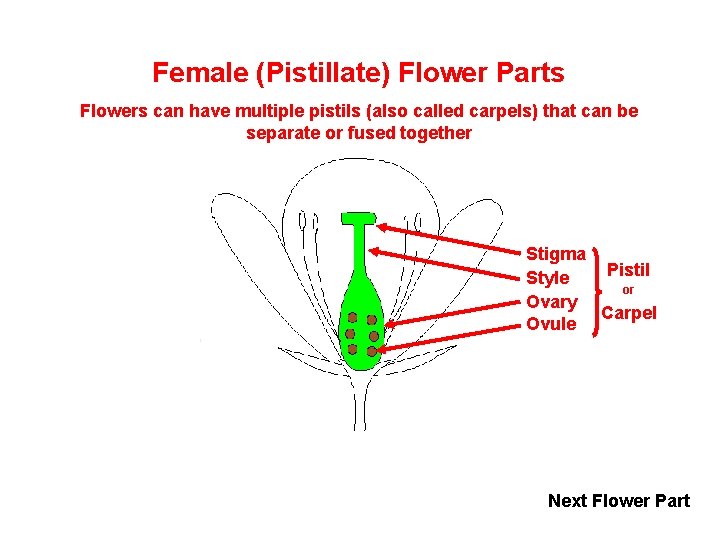 Female (Pistillate) Flower Parts Flowers can have multiple pistils (also called carpels) that can