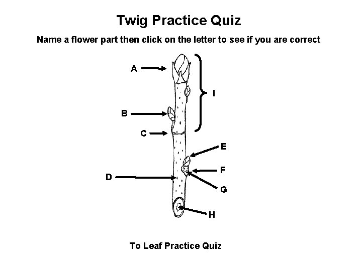 Twig Practice Quiz Name a flower part then click on the letter to see