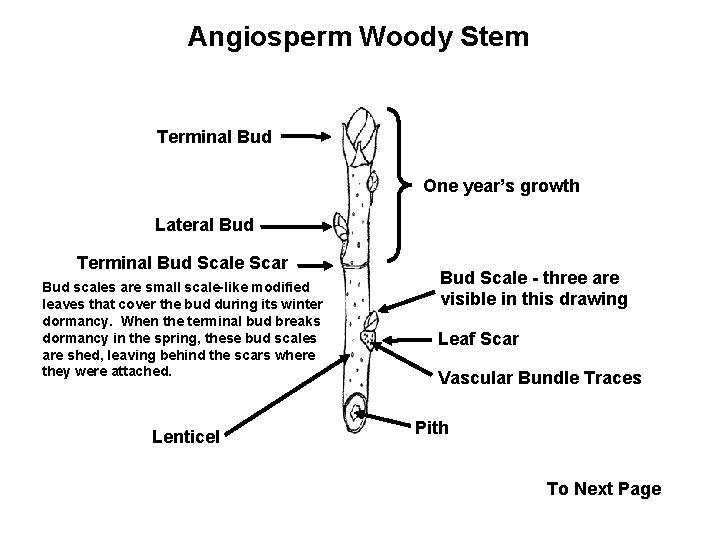 Angiosperm Woody Stem Terminal Bud One year’s growth Lateral Bud Terminal Bud Scale Scar