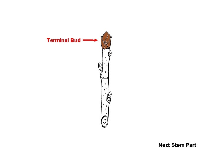 Terminal Bud Next Stem Part 