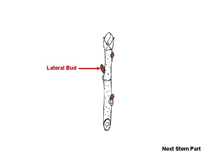 Lateral Bud Next Stem Part 