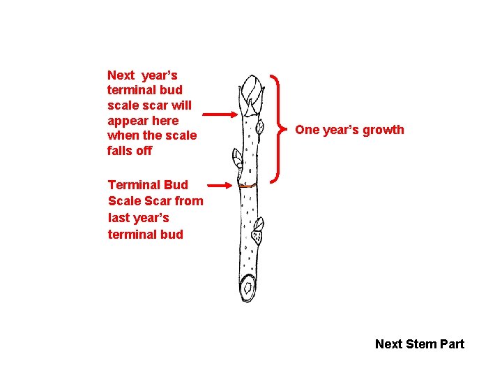 Next year’s terminal bud scale scar will appear here when the scale falls off