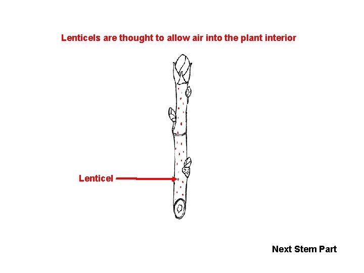 Lenticels are thought to allow air into the plant interior Lenticel Next Stem Part