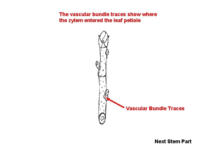 The vascular bundle traces show where the zylem entered the leaf petiole Vascular Bundle