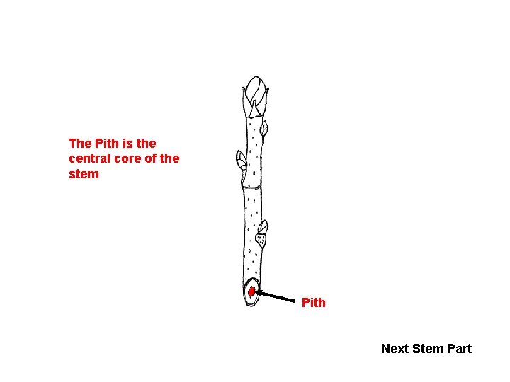 The Pith is the central core of the stem Pith Next Stem Part 