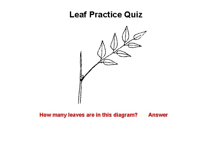 Leaf Practice Quiz How many leaves are in this diagram? Answer 